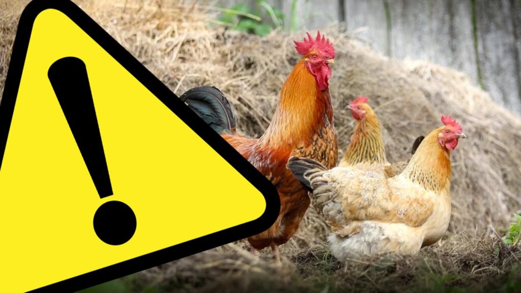 OBSZAR ZAGROŻONY WYSTĄPIENIEM WYSOCE ZJADLIWEJ GRYPY PTAKÓW